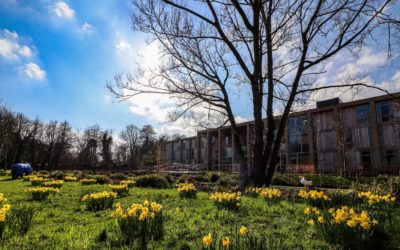 Spectacular show of daffodils at Farnham Mill this spring!