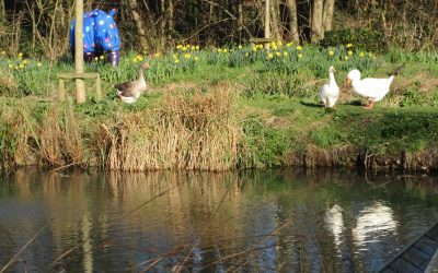It feels like spring at Farnham Mill