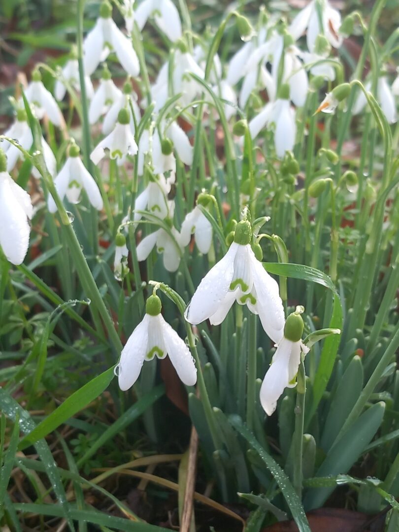 Snowdrops
