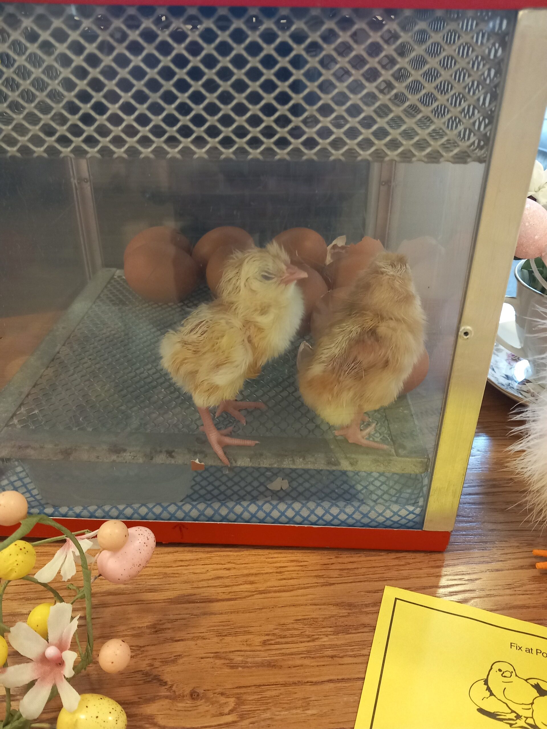 Easter chicks