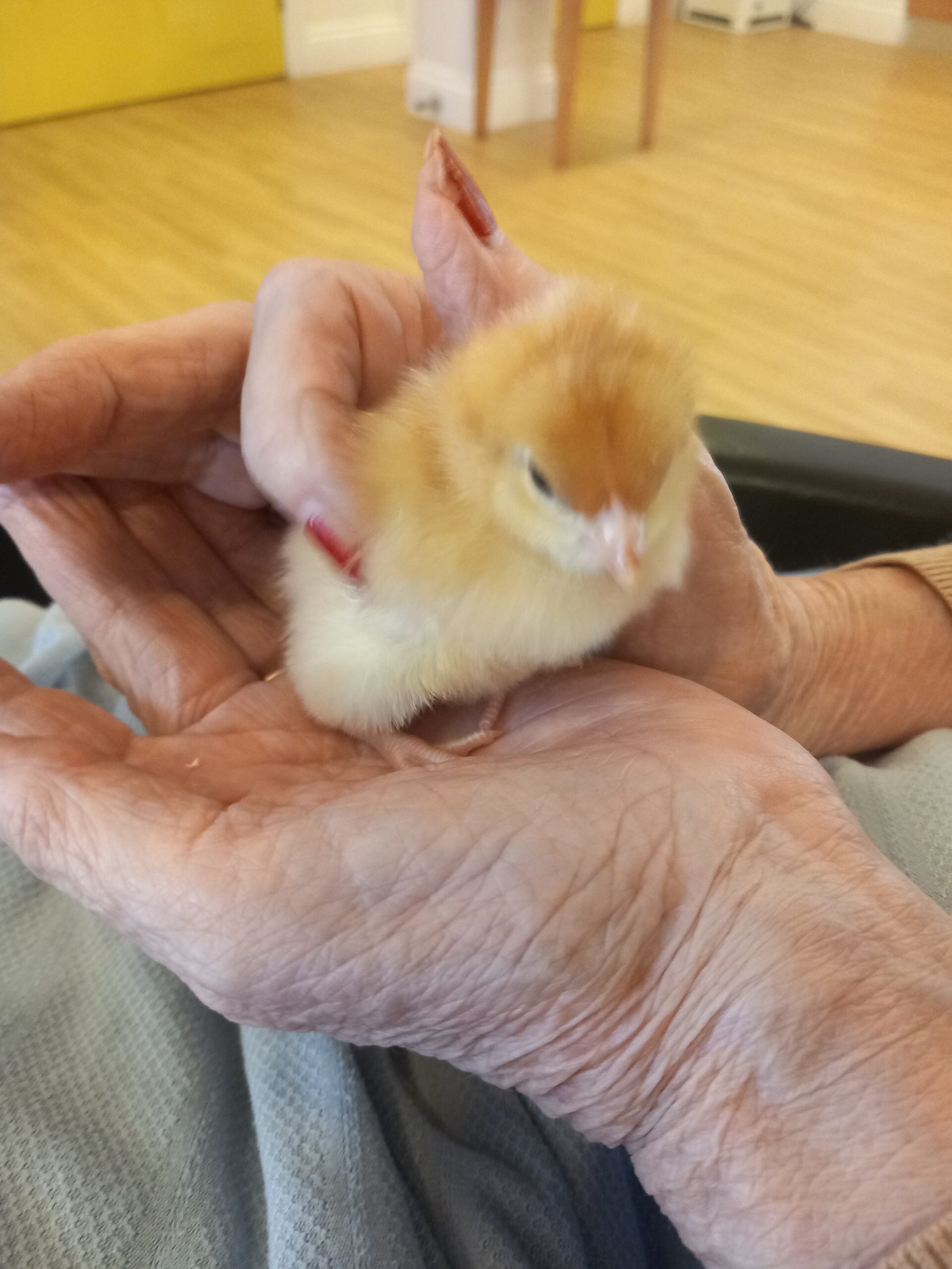chick