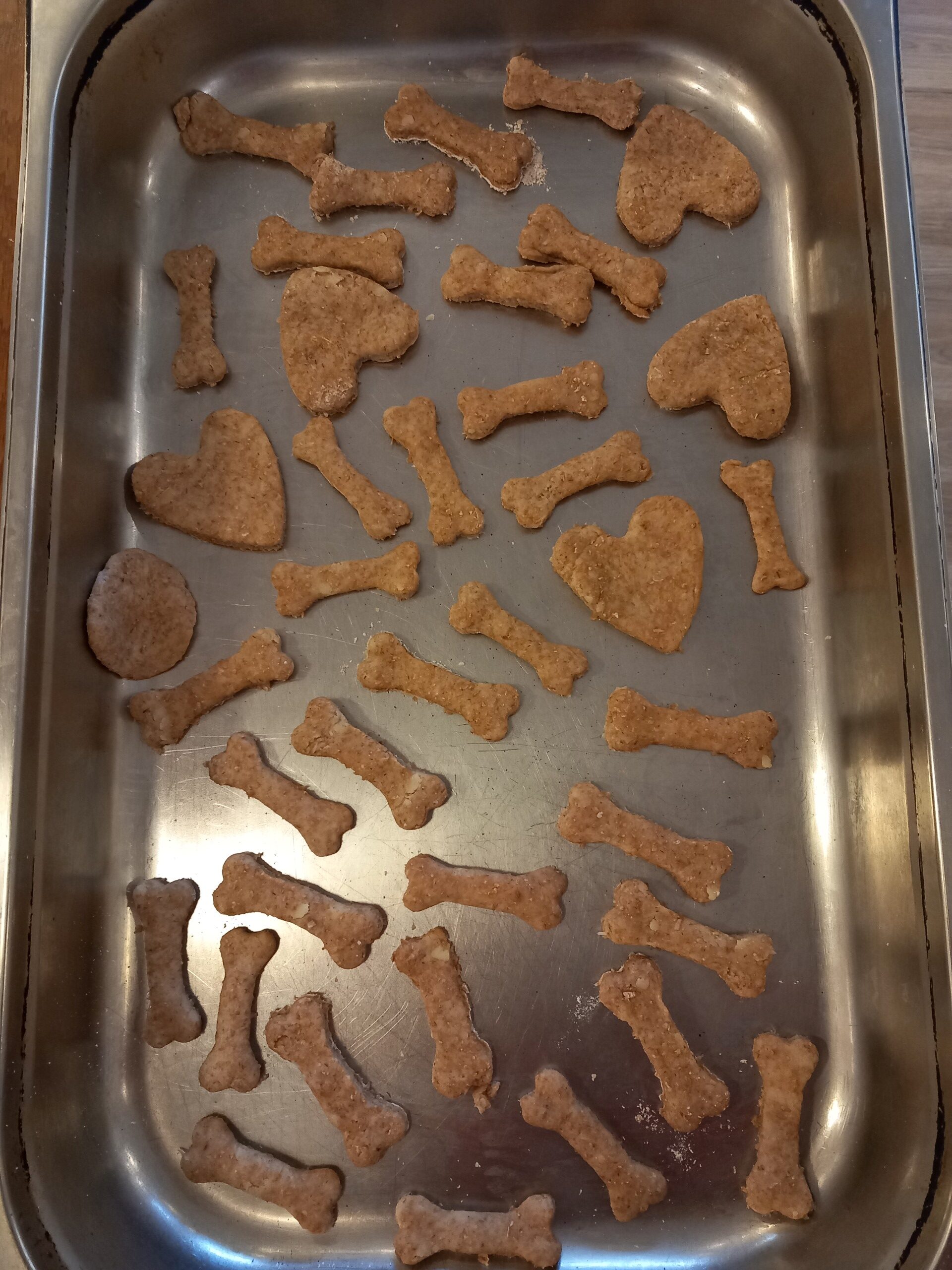dog show biscuits