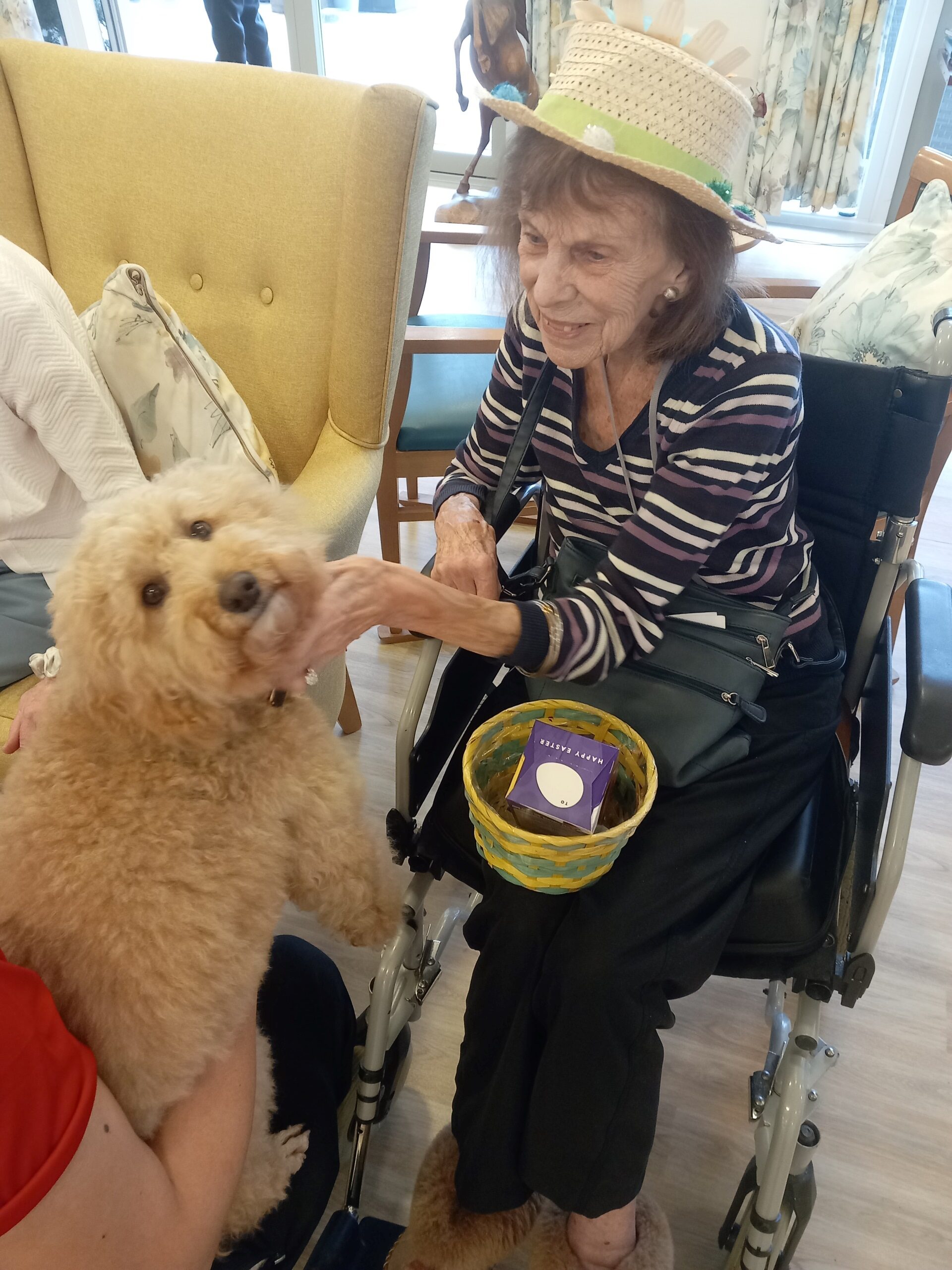 therapy dog